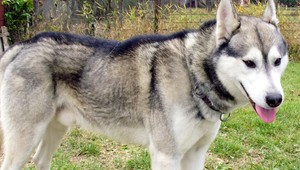 Nevideli ste sibírskeho huskyho Maťa? Stratil sa v Sučanoch!