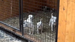 Desiatky šteniatok skončili v množiarni v hrozných podmienkach