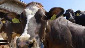 Vláda odpustí chovateľom sankcie za nepriznané chovy počas slintačky