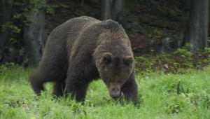 Slovensko chystá rozsiahle sčítanie medveďov. Ako bude prebiehať?