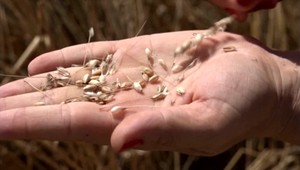 Zákaz vývozu slovenských komodít? Potravinári nechápu prečo, všetkého je dostatok