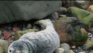 Muž zaútočil na tuleňa, dostal štyri roky