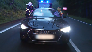 Medveď vbehol pred idúce auto, zasiahol kapotu a utiekol naspäť do lesa