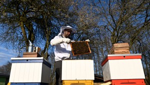 Mnohí včelári zvažujú, že skončia s chovom včiel. Dôvodom sú medvede