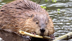 Bobor v tatranskom plese bol prekvapením. Dokonca tam aj prezimoval