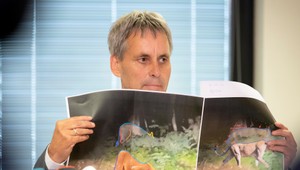 Z levice sa vykľul diviak. Dvojdňové pátranie ukončili