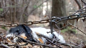 Dielo sadistov: Utýraný a na reťazi obesený pes!