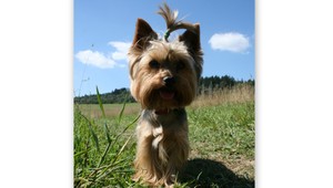 Pri Martine sa stratila Moly. Pomôžte ju nájsť