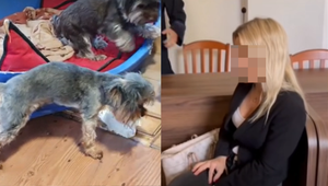 Psy hladovali a umierali v krutých podmienkach. Chovateľku Veru Santos poslali do väzenia