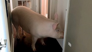 Mor ošípaných sa blíži k Slovensku