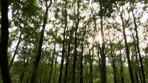 Motorkára ťažko zranil drôt v lese. Niekto ho nastražil medzi stromy ako pascu