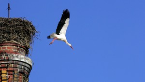 Bociany opúšťajú svoje hniezda. Ľudia sú znepokojení