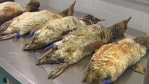 Zomierajú od hladu! More vyplavilo stovky mŕtvych tučniakov