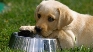 Čo robiť, aby váš pes počas horúčav netrpel