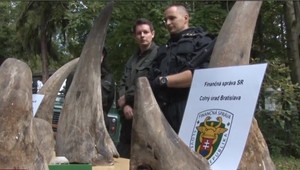 Ukradnutá divočina. Ak ju kupujete, aj vy máte krv na rukách, tvrdia ochranári