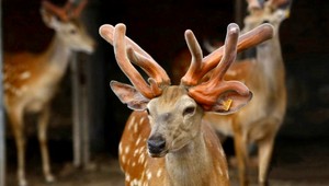 Trofeje z lesa radšej nebrať, za jelenie parožie hrozí väzenie