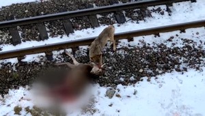 Vlk je už oficiálne chránenou zverou. Chovatelia varujú, že ovčiarstvo tak môže byť pred zánikom