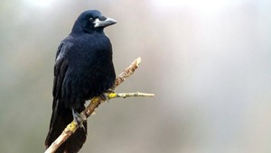 Zábavný park zamestná havrany. Budú zbierať odpadky a konce cigariet