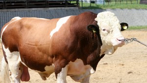 Otrasné! Zlodeji býka zabili, rozštvrtili a ukradli...