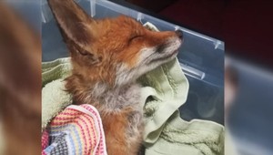 Zrazenú líšku Megan pustili opäť do prírody