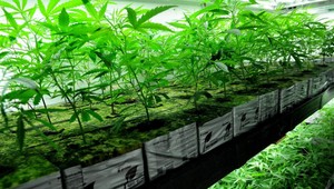 V budove opery našli 75 kilogramov marihuany