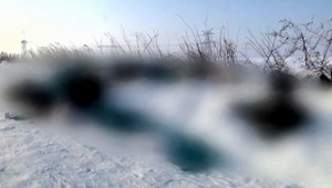 Za dedinou Žbince sa povaľujú pozostatky diviakov