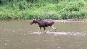 VIDEO: Okrajom mesta sa potuloval los. Zachytili ho pri brodení cez rieku