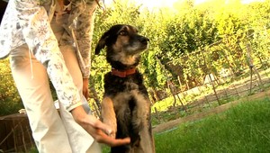 Prehnaná láska môže uškodiť vášmu psovi a v konečnom dôsledku aj vášmu nábytku