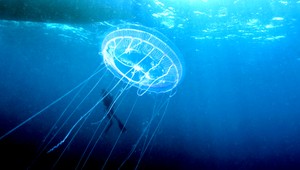 Medúzia predpoveď? Ochráni vás pred bodnutím