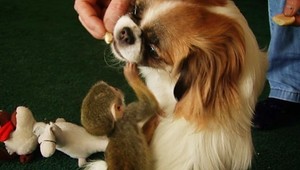 Láska bez hraníc: Opička si našla psiu mamu