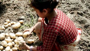 Boli sme hladní, vysvetľovali osadníci krádež zemiakov