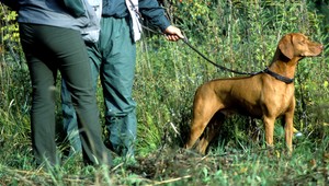 Streľba na psov v Kameníne. Stojí za tým starosta, tvrdia obyvatelia