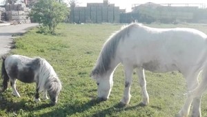 Pri Senci zmizol slepý vzácny poník. Skončil v rukách zlodejov?