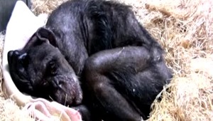 VIDEO: Neuveriteľná reakcia šimpanzice. Po rokoch spoznala svojho opatrovateľa z detstva