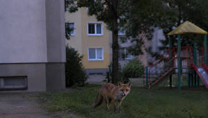 Líšky sa vracajú na sídliská v Banskej Bystrici. Riziko hrozí najmä deťom