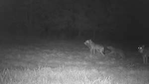 Poloniny bojujú so šelmami: Pušky vymenili za moderné technológie