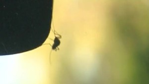 Na západe Slovenska čelia obyvatelia invázii komárov. Starostovia sú nahnevaní