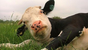 V okolí Nitry vyčíňa kravský gang! Ukradli už 18 zvierat