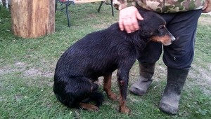 Pes preliezol kanalizáciou až na Slovensko. Zachraňovať ho museli hasiči