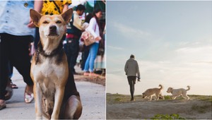 Kam na prechádzku so psom? TOTO sú TOP lokácie na dedine aj v meste!