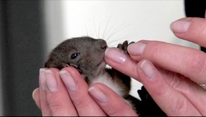 Unikátna záchrana na východe Slovenska. Policajti ratovali veveričky