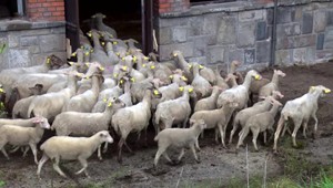 Handlovčania sa búria. Majiteľ družstva zatvára ovce do maštale