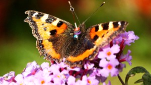 Prales v Portoriku chradne, nelietajú tam takmer žiadne motýle