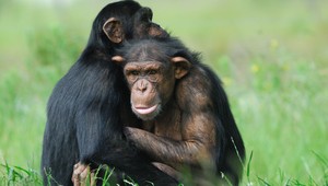 Tragická noc v zoo: Pavilón opíc zachvátil požiar