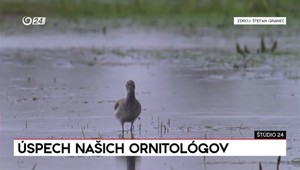 Štúdio 24: Úspech našich ornitológov