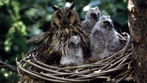 Masívne otravy dravcov, pribúdajú stále nové prípady