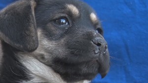 Šteniatko ukryli do igelitovej tašky a zamkli v skrinke. Zviera si zachránilo život kňučaním