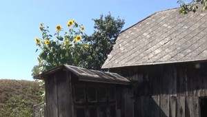 Slnečnica má päť metrov a ďalej rastie. Tajomstvo je v špeciálnom hnojive