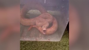 Kuriózny zásah: Pytón ušiel z terária, vystrašená žena volala hasičov