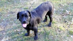 "Gén obezity", ktorý nás núti jesť: Ľudia ho majú spoločný s týmto zvieraťom!